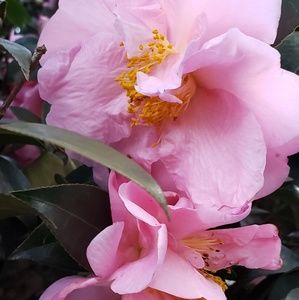 Meet your Posher, Kristi